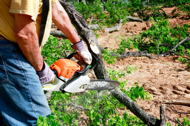 Best Tree Trimming Near Me  in Clinton, AR